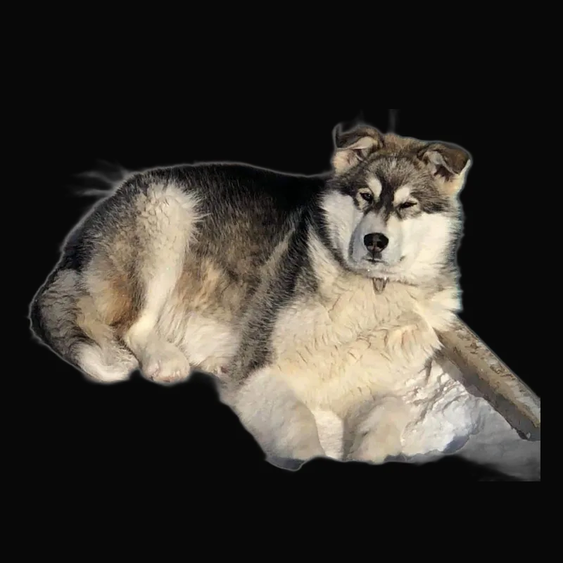 Kuuju, chief morale officer at Arcset